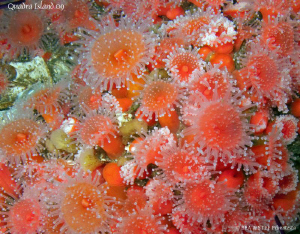 Strawberry anemones. Quadra Island, BC. Canon G10. by Bea & Stef Primatesta 